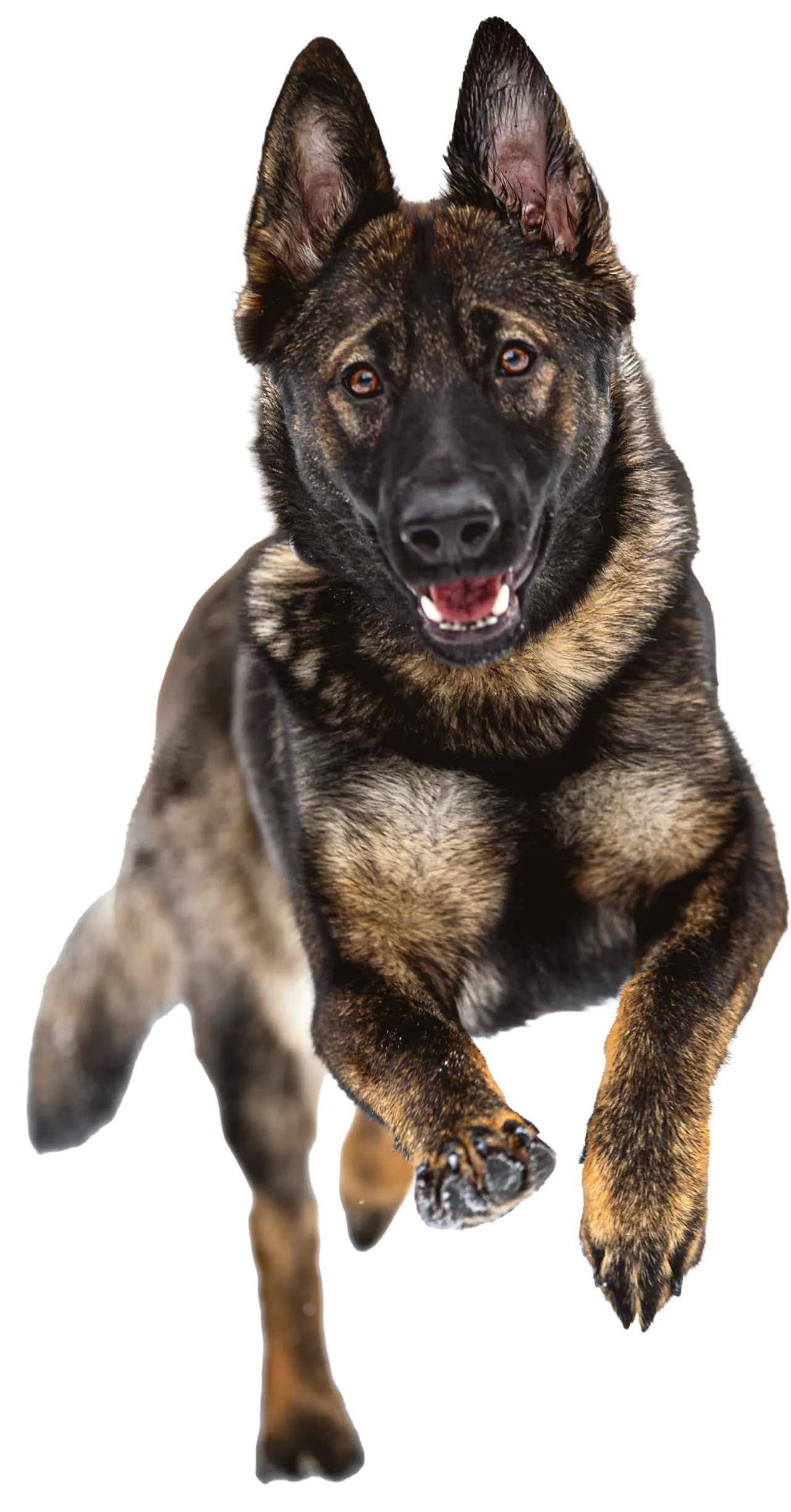 Deutscher Schäferhund im Sprung