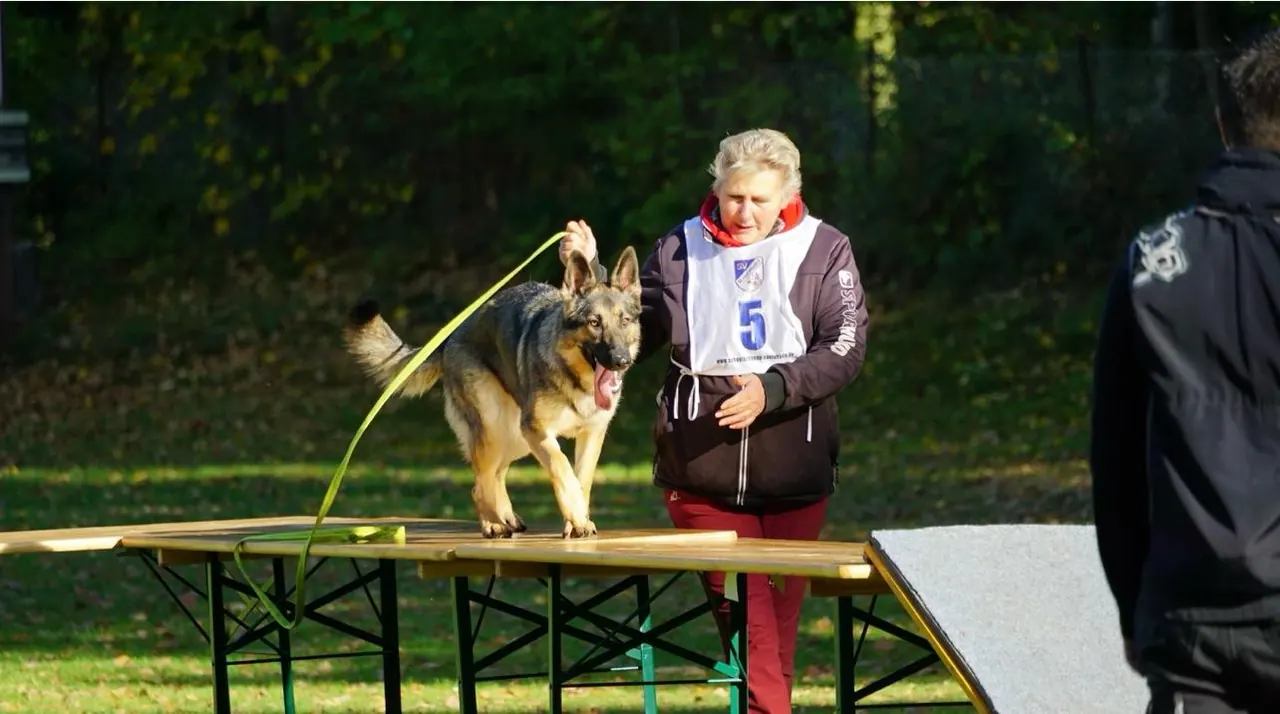 Prüfung: Hund und Hundeführerin mit Startnummer