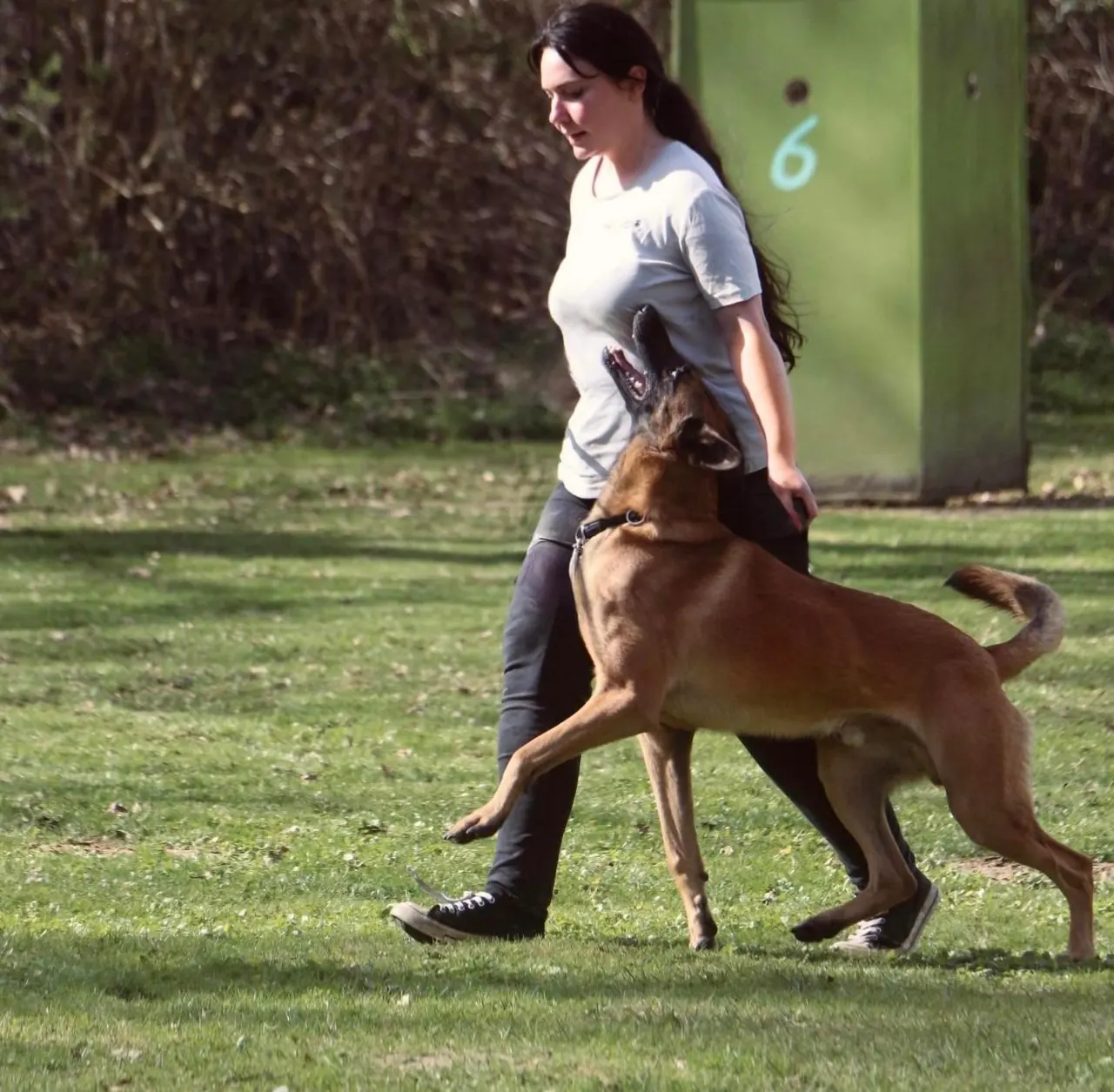 Malinois bei der Fußarbeit mit seiner Hundeführerin