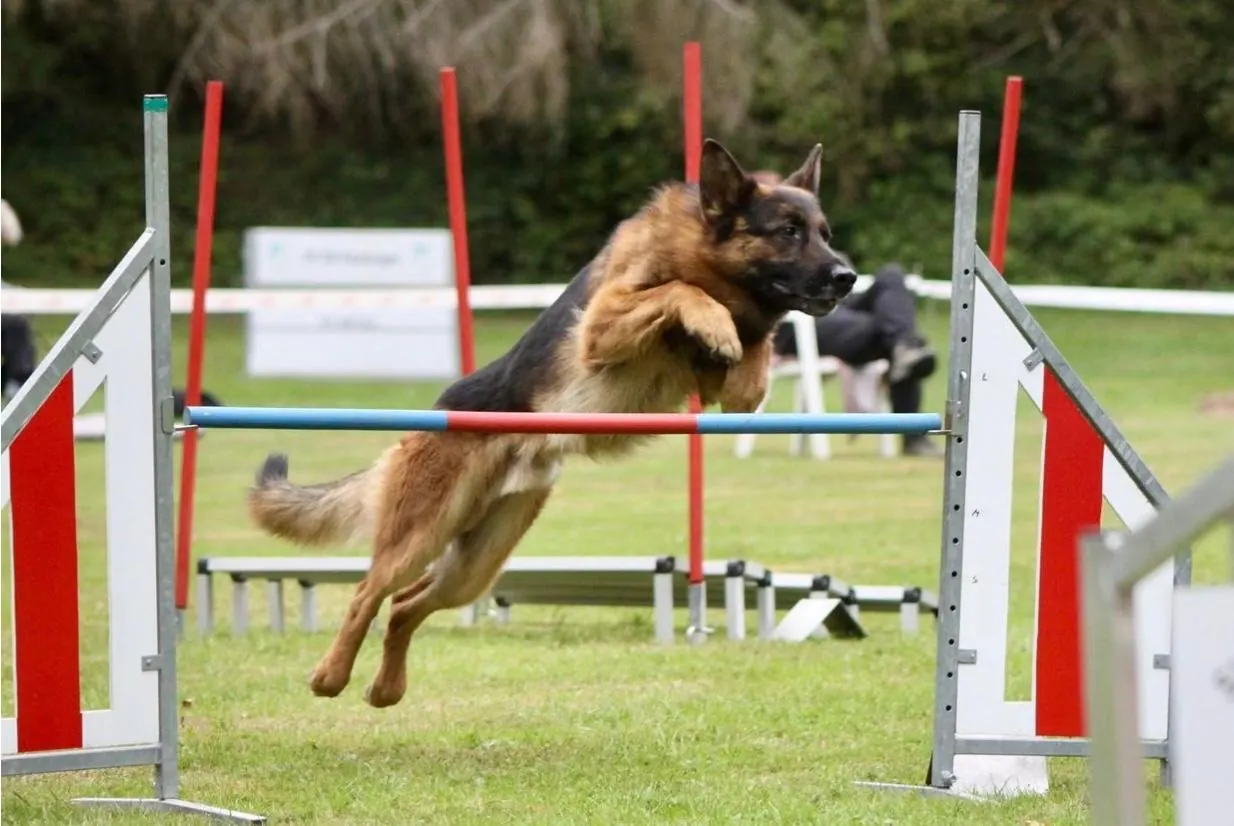 Schäferhund springt über die Hürde
