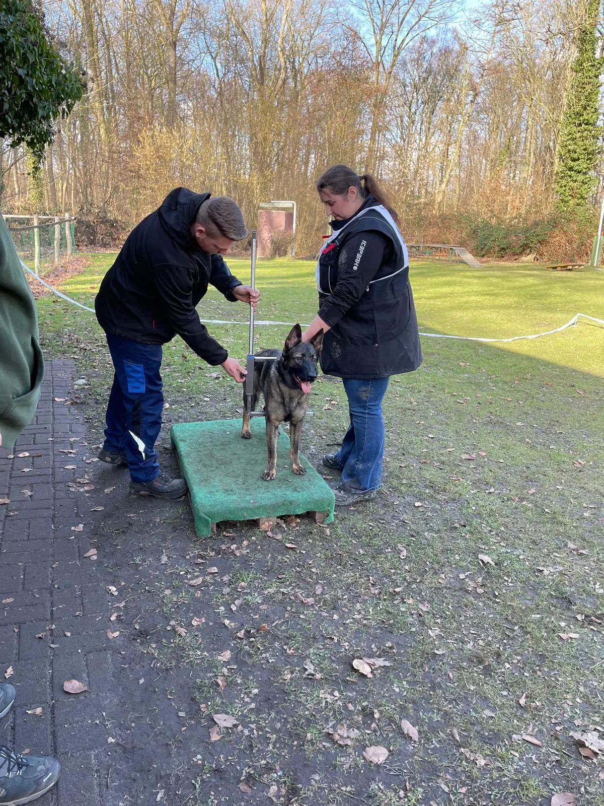 Hund auf einem beweglichen Brett, zwei Hundeführer helfen