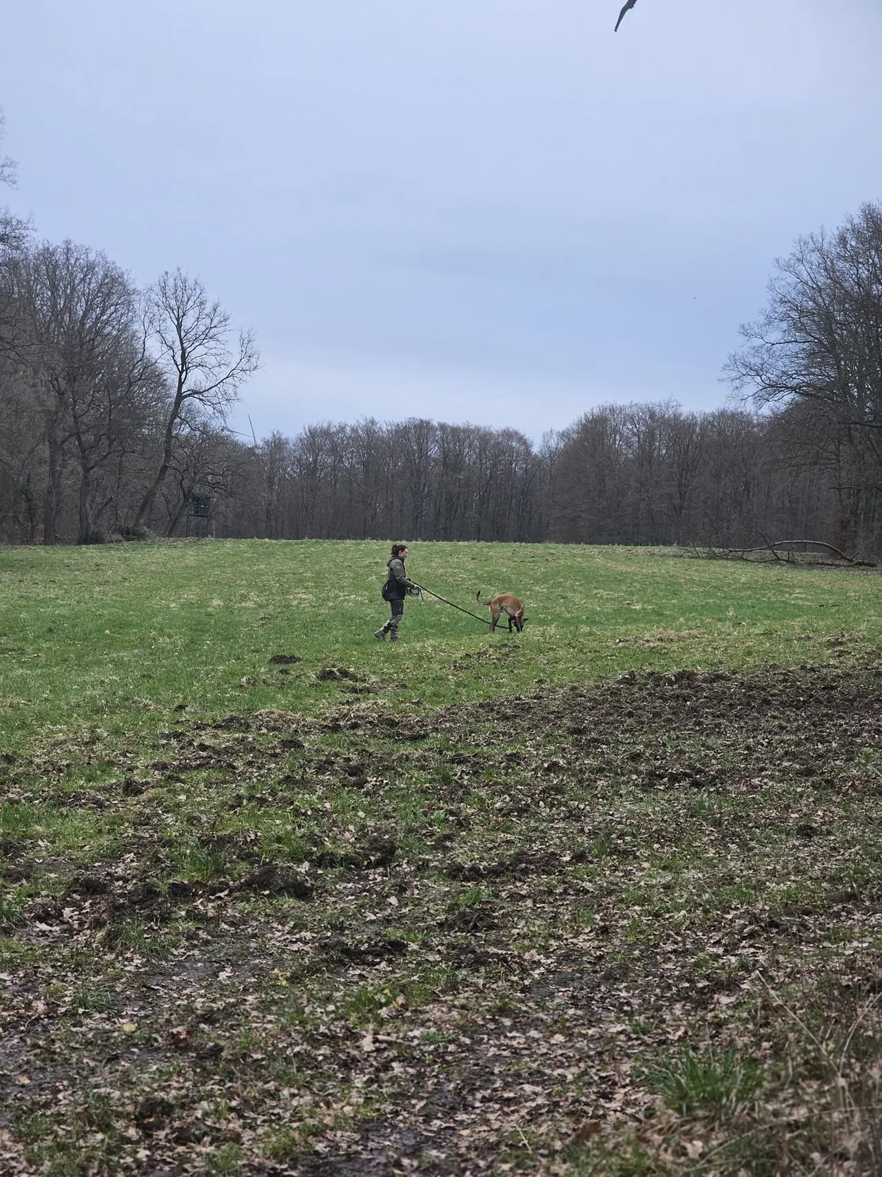 Fährtenarbeit auf dem Feld