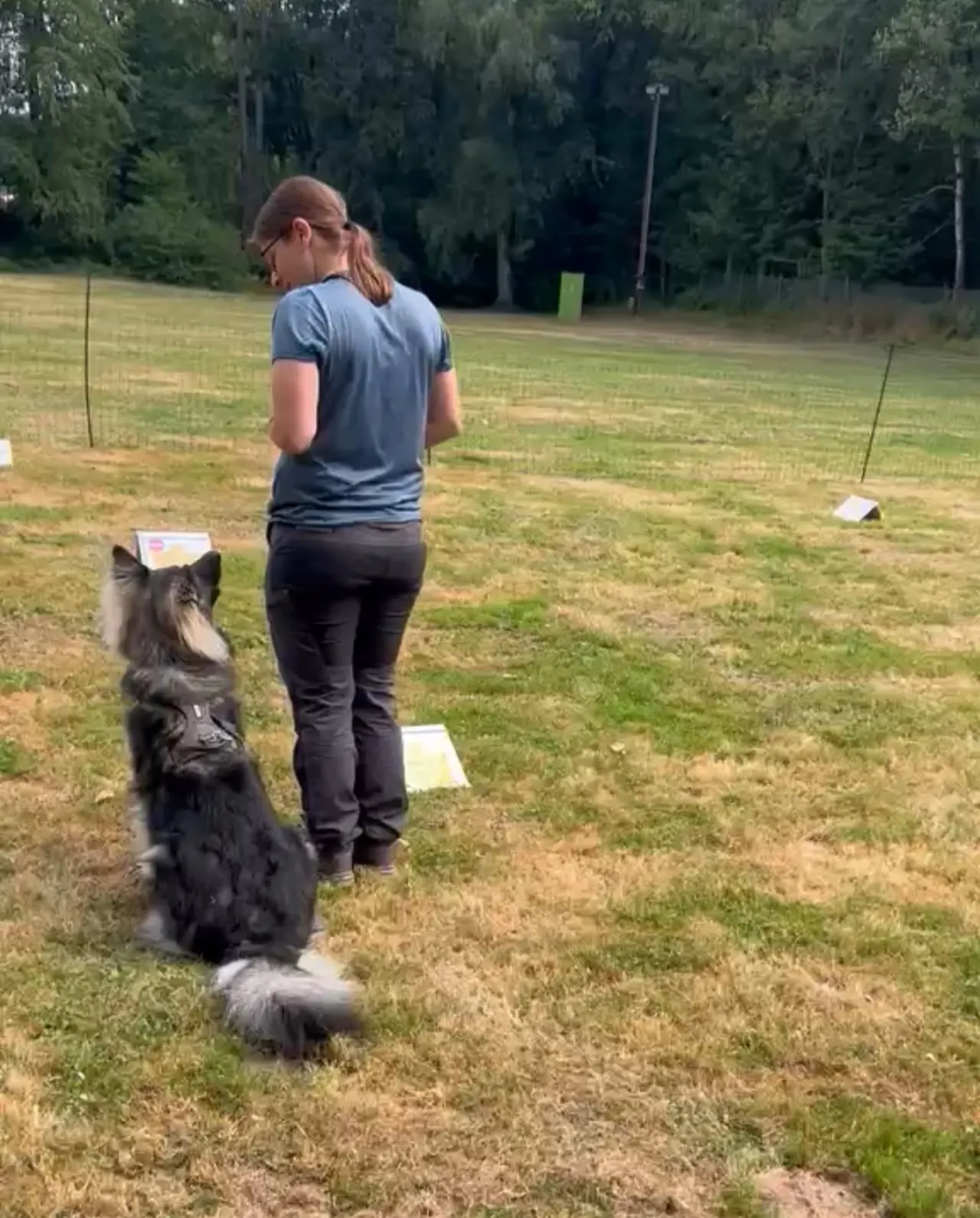 Hund schaut bei der Unterordnung zu seiner Hundeführerin hoch