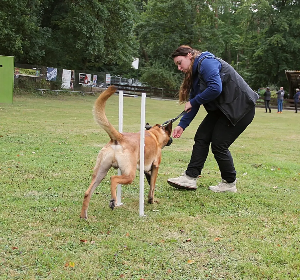 Malinois bei einer Übung an den Stangen