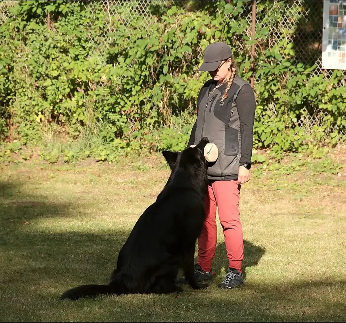 Schwarzer Schäferhund mit Apportierholz