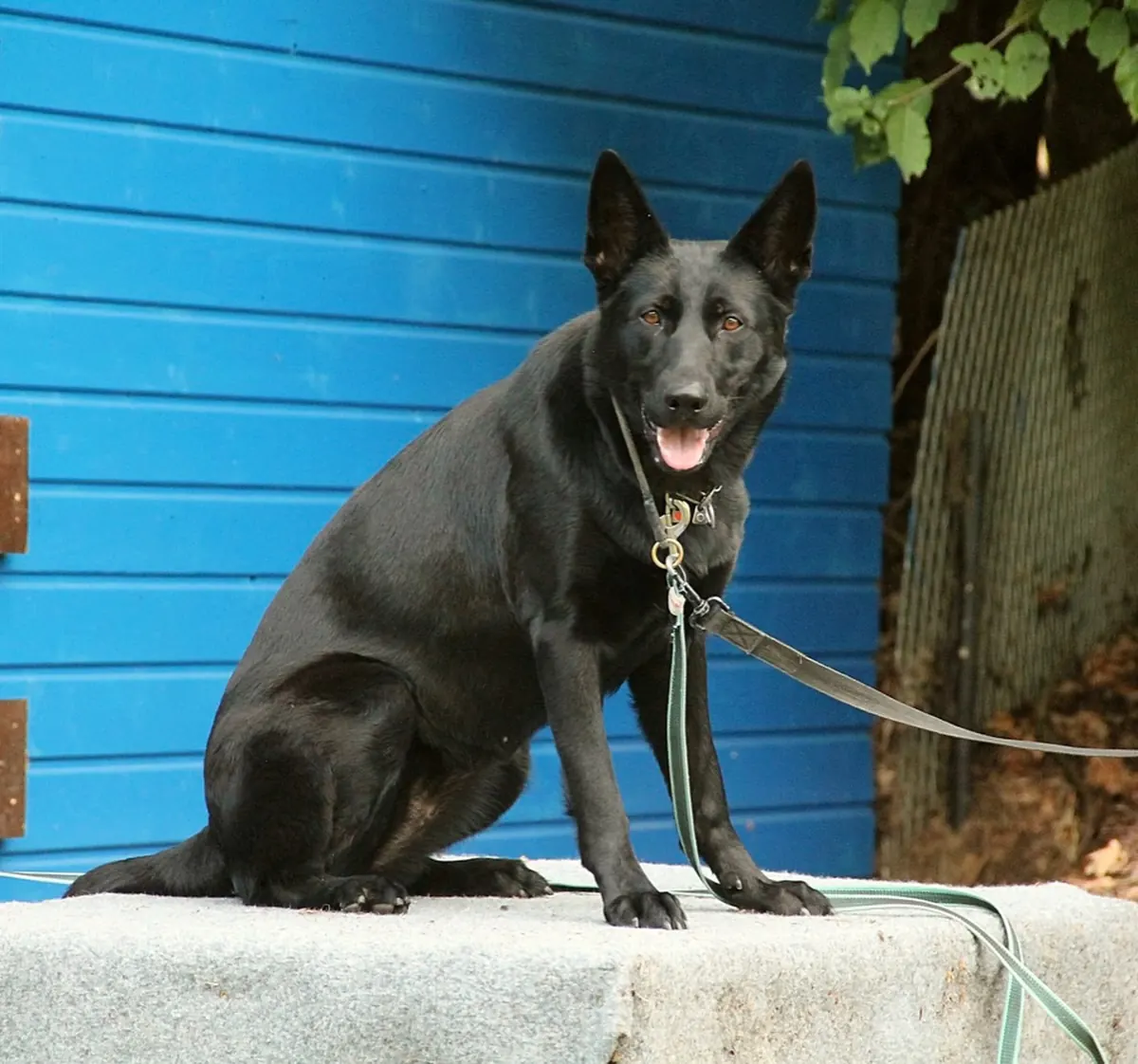 Schwarzer Schäferhund sitzt vor dem blauen Gerätehaus